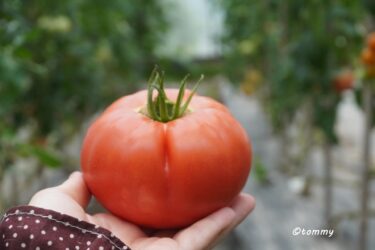 【トマトの冷凍保存】丸ごと冷凍するだけ！皮むき簡単＆長期保存できる方法