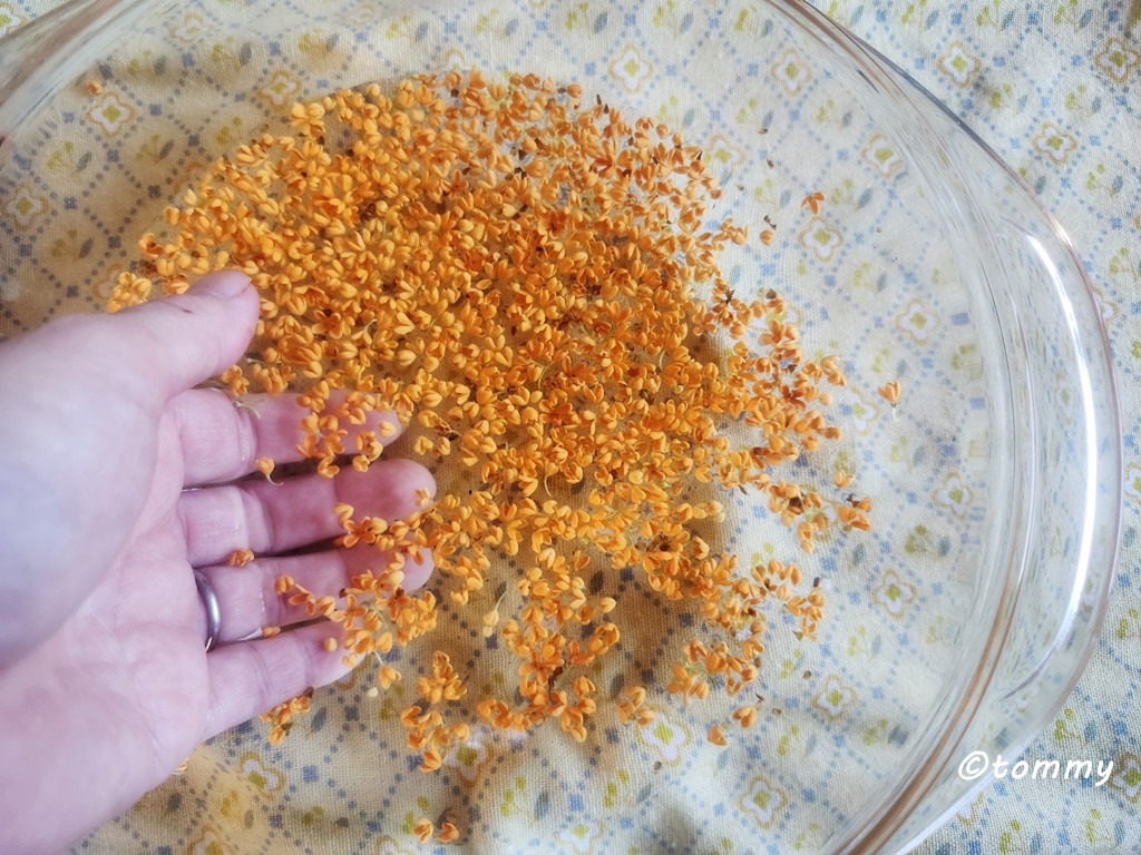 金木犀の花を水につけて洗う